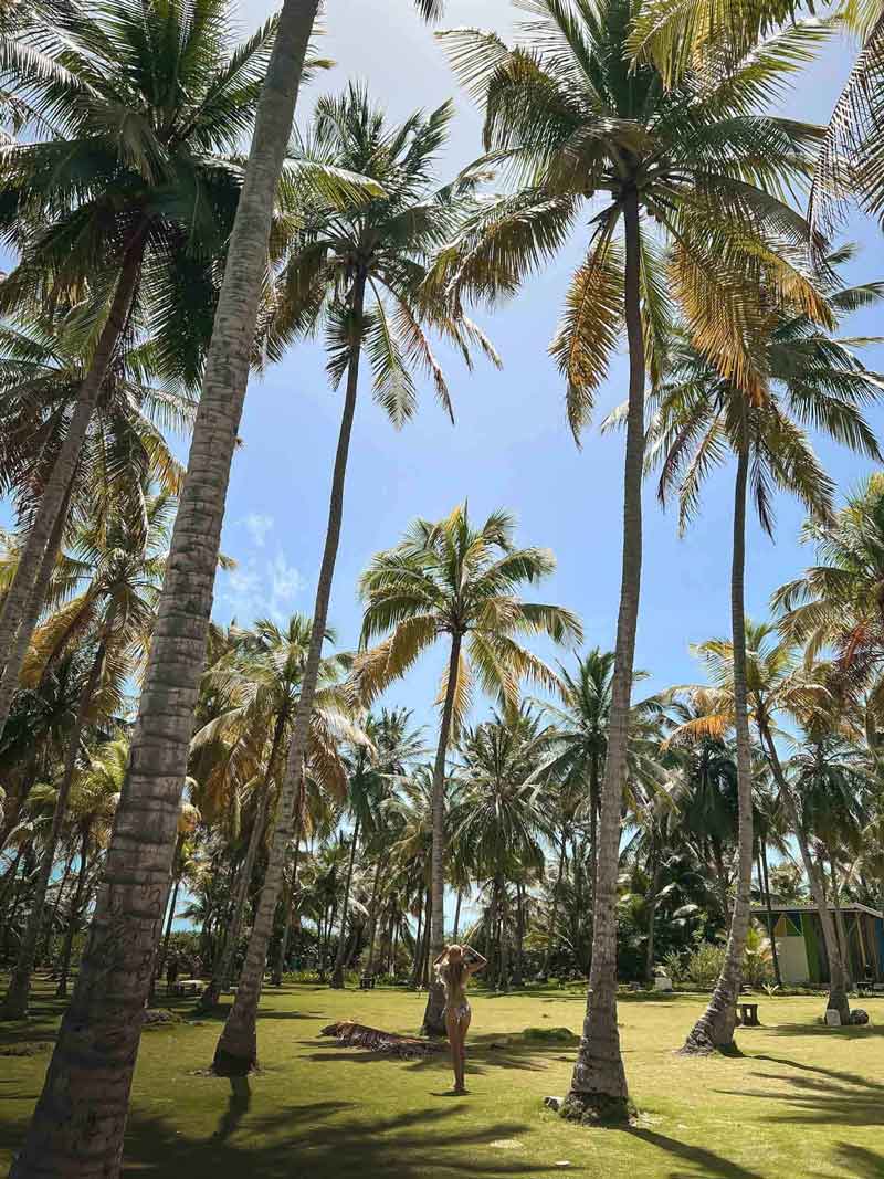Palmeral Johny Cay, San Andrés, Colombia