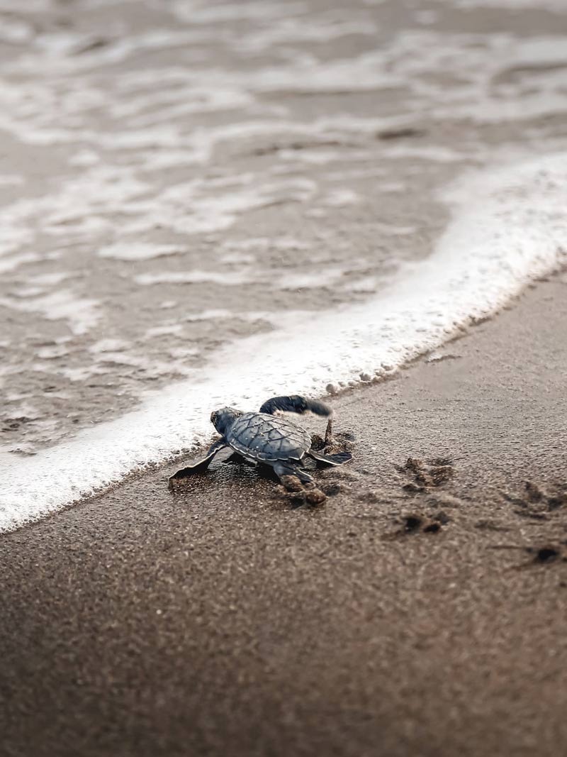 Tortuga bebé, Nuquí Tortuga bebé; Nuquí, Colombia
