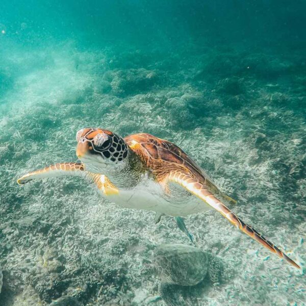 Ver tortugas en Omán Ver tortugas en Omán