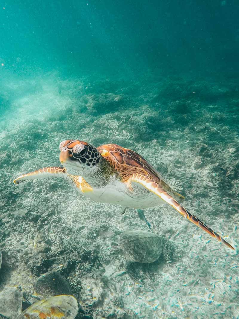 Ver tortugas en Omán