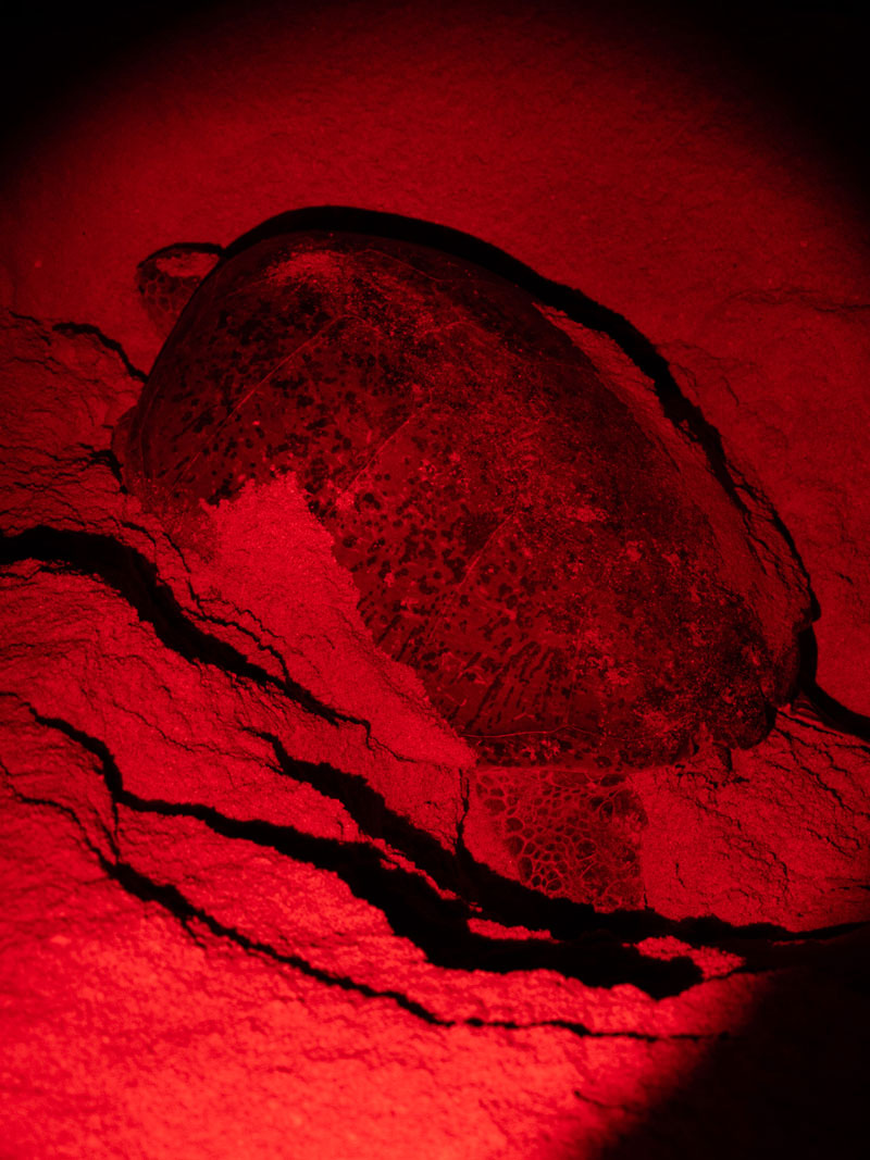 Desove de tortugas,Reserva Ras Al Jinz, Omán