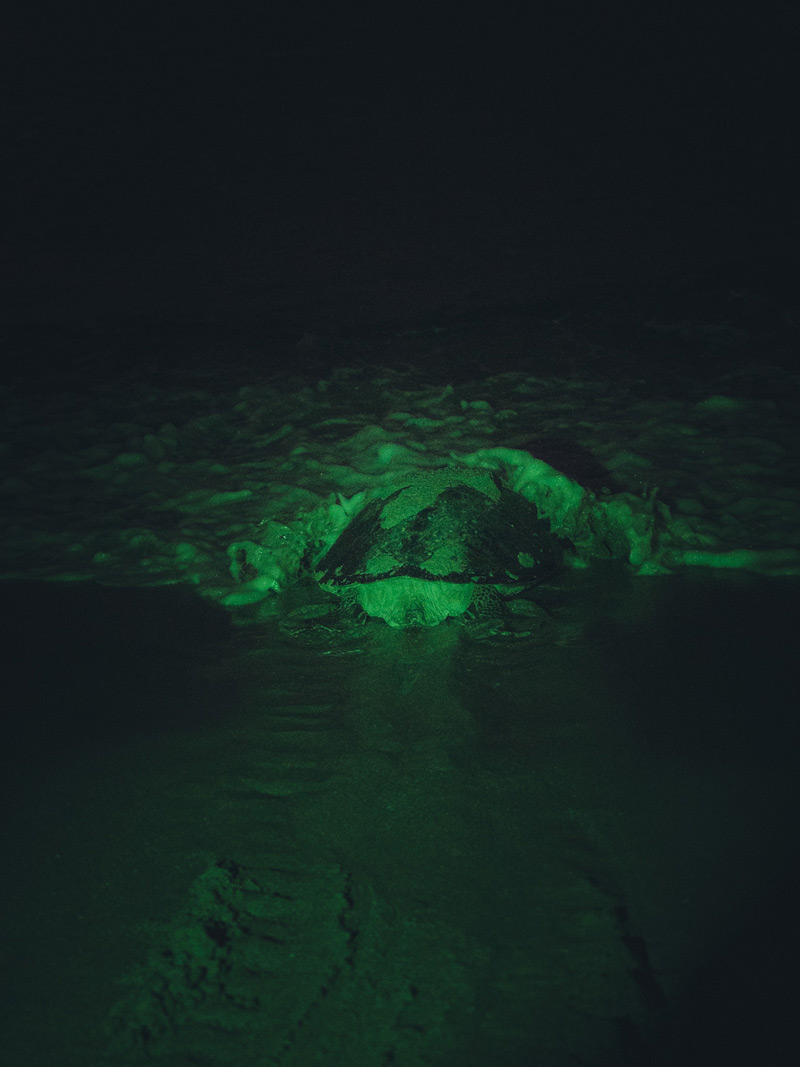 Tortuga volviendo al mar en Omán