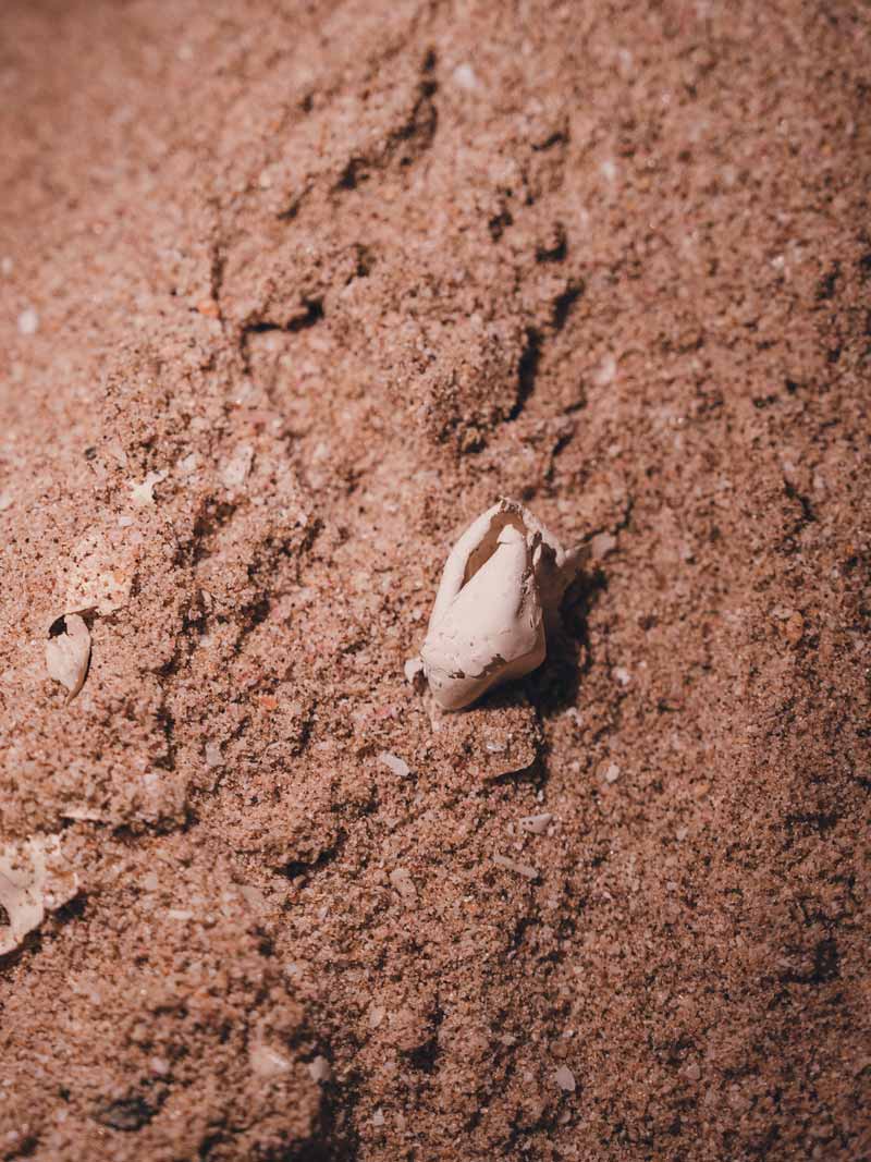 Huevos de Tortuga