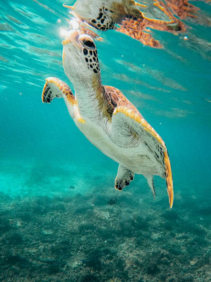 Snorkel con Tortugas en Islas Dimaniyat, Oman