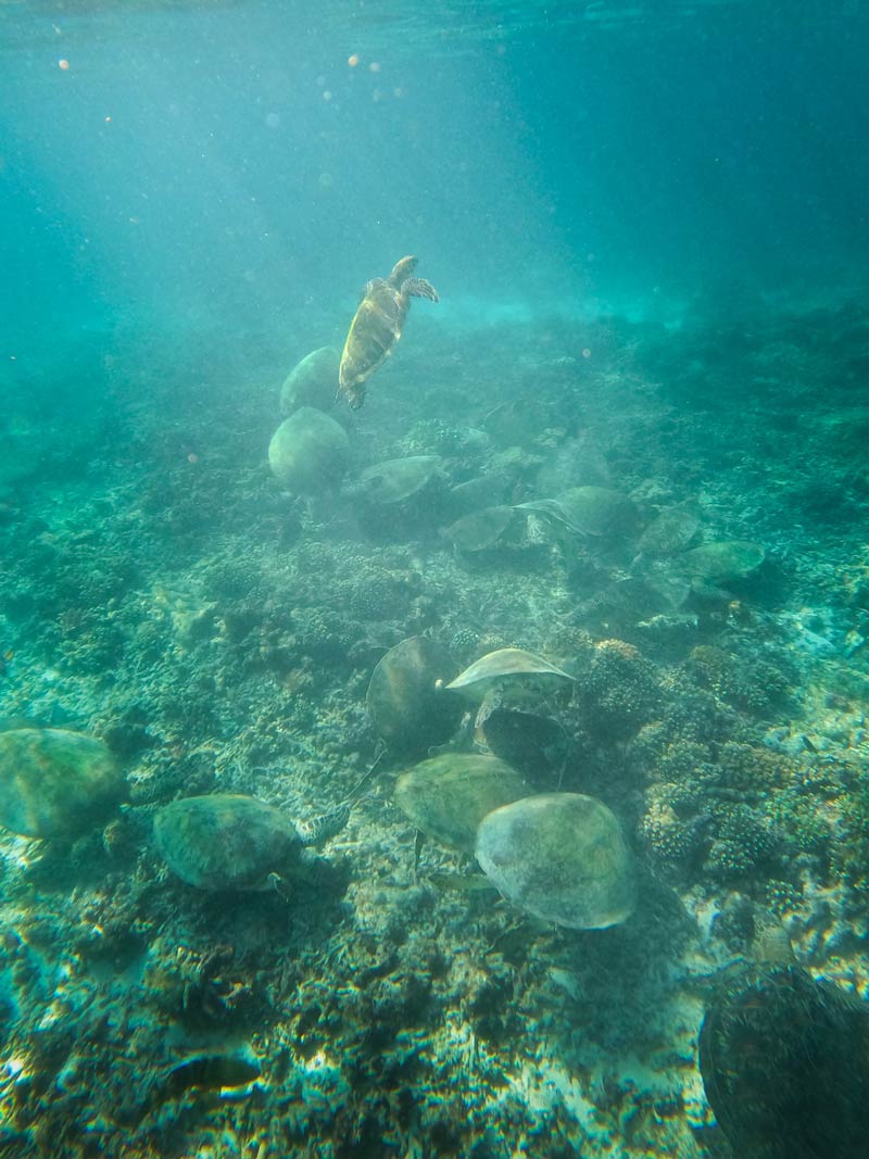 Snorkel con tortugas en Omán