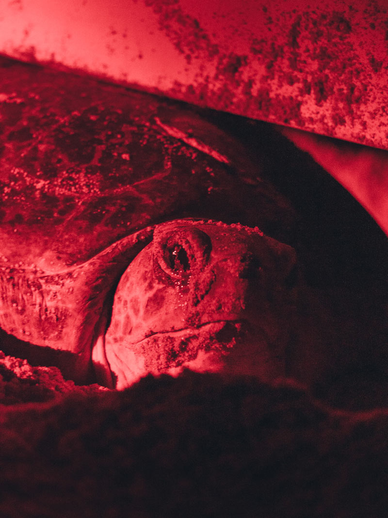 Tortuga desovando, Oman
