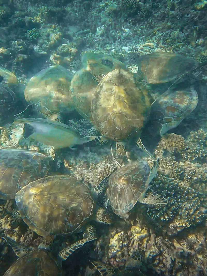 Snorkel con tortugas en Omán