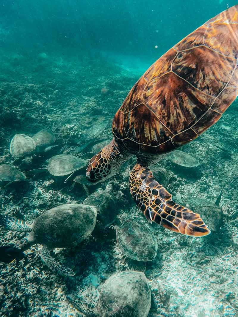 Tortugas en Oman