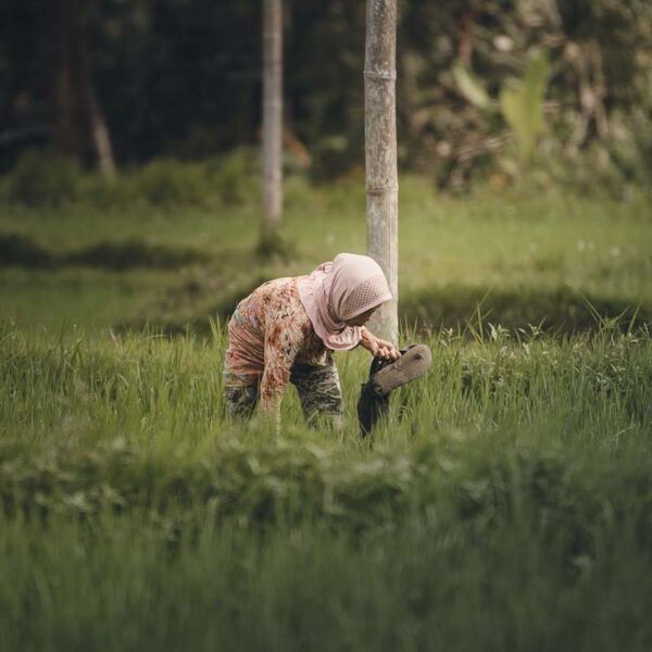 Arrozal Terrazas de arroz, Lombok, Indonesia
