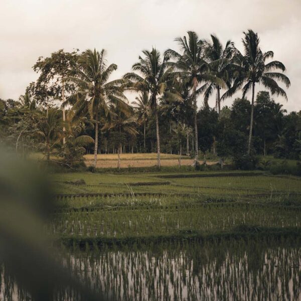 Terrazas de arroz, Lombok, Indonesia