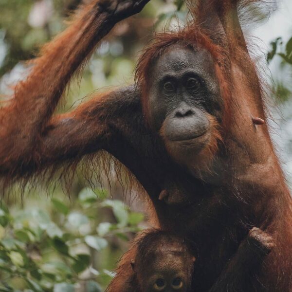 Organgutan, Paque Nacional Tanjung Puting, Borneo, Indonesia