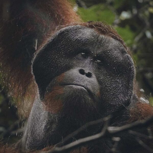 Orangután Oranguntán en Tanjung Puting, Borneo, Indonesia