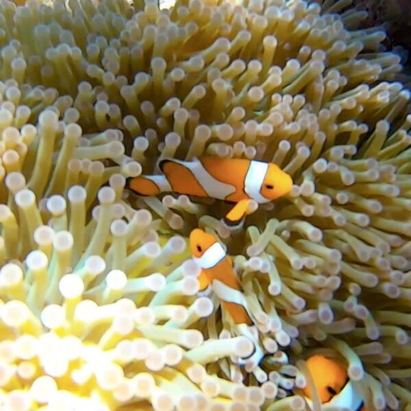 Pez-Payaso Anémonas y peces payas, o Amphiprioninaes