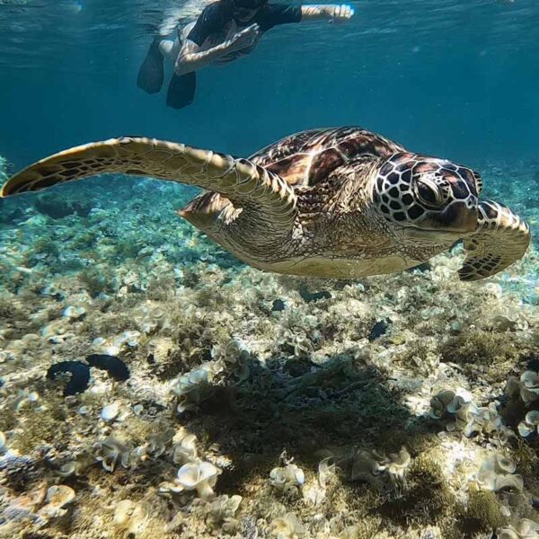 Snorkel-con-tortugas Snorkel con tortugas, Filipinas