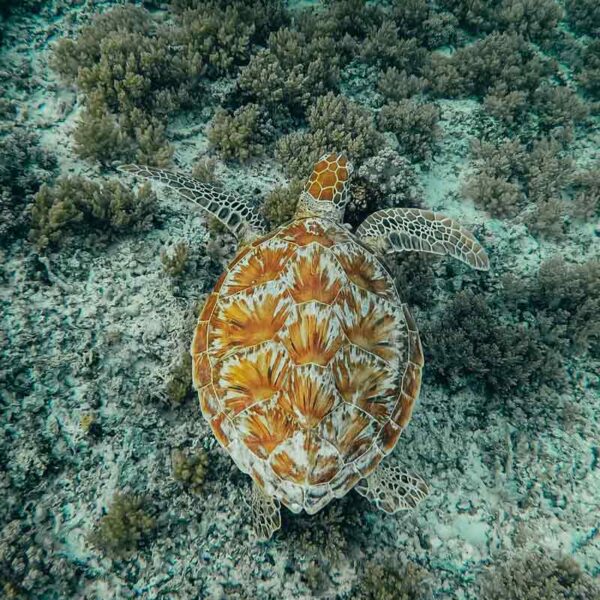 Tortugas, Gili Trawangan, Lombok, Indonesia