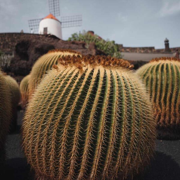 Jardin-del-Cactus Jardin-del-Cactus